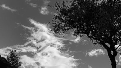 Photo of Пейзажи в черно-белых тонах